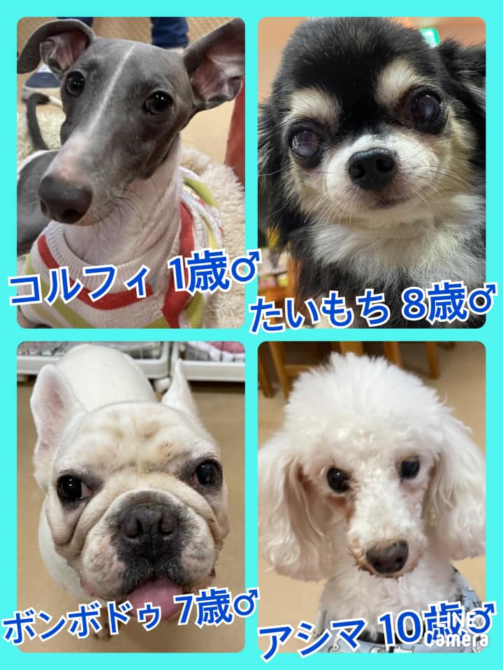 🐾今日の里親様募集中ワンコ🐶メンバーです🐾2021,10,13